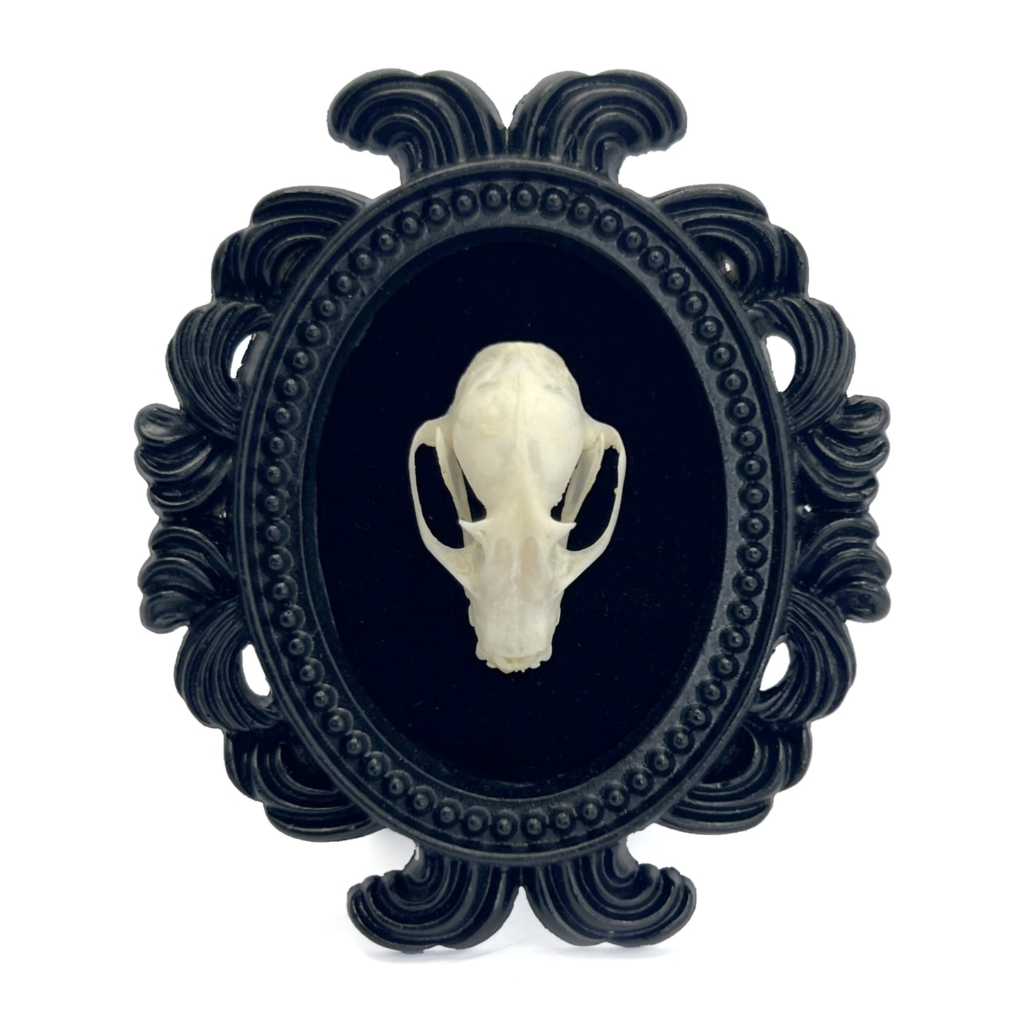 Small Black Resin Oval Frame with Bat Skull on Black Velvet Gothic Home Deco
