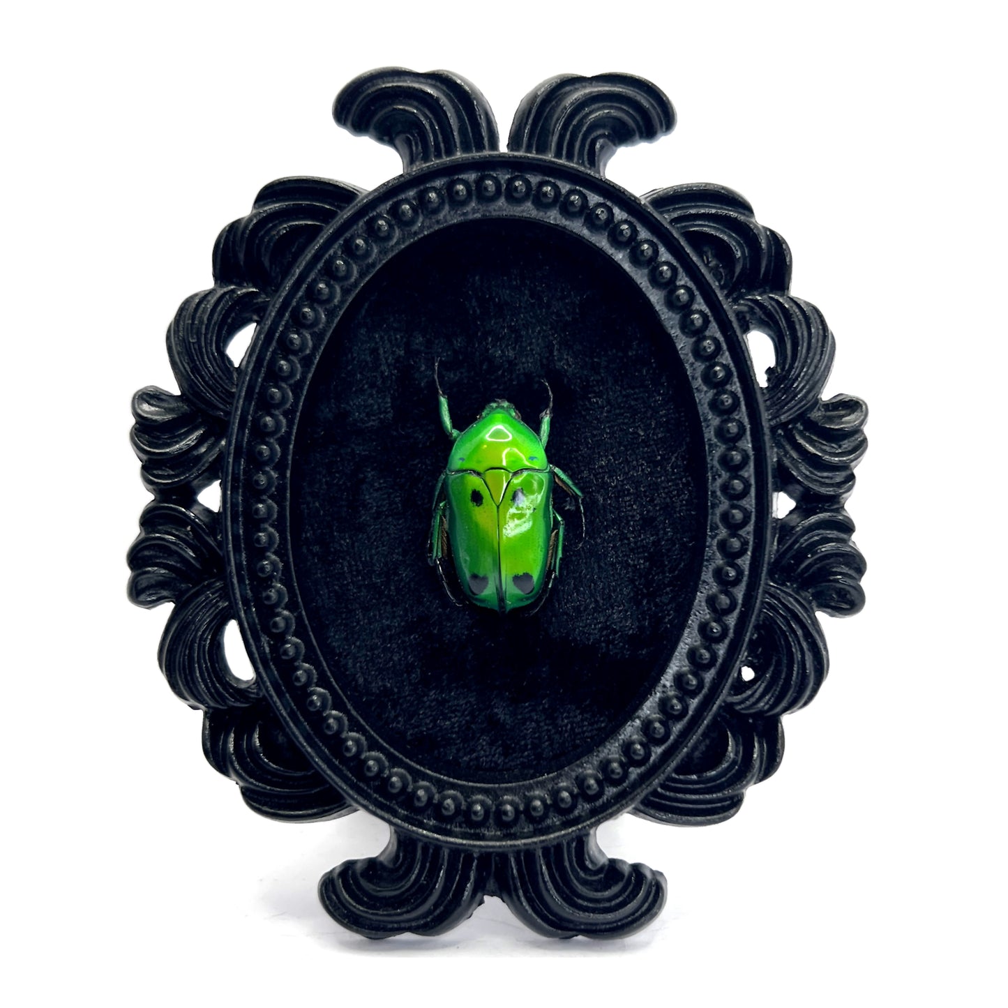 Small Black Resin Oval Frame with Green Beetle on Black Velvet Gothic Home Deco