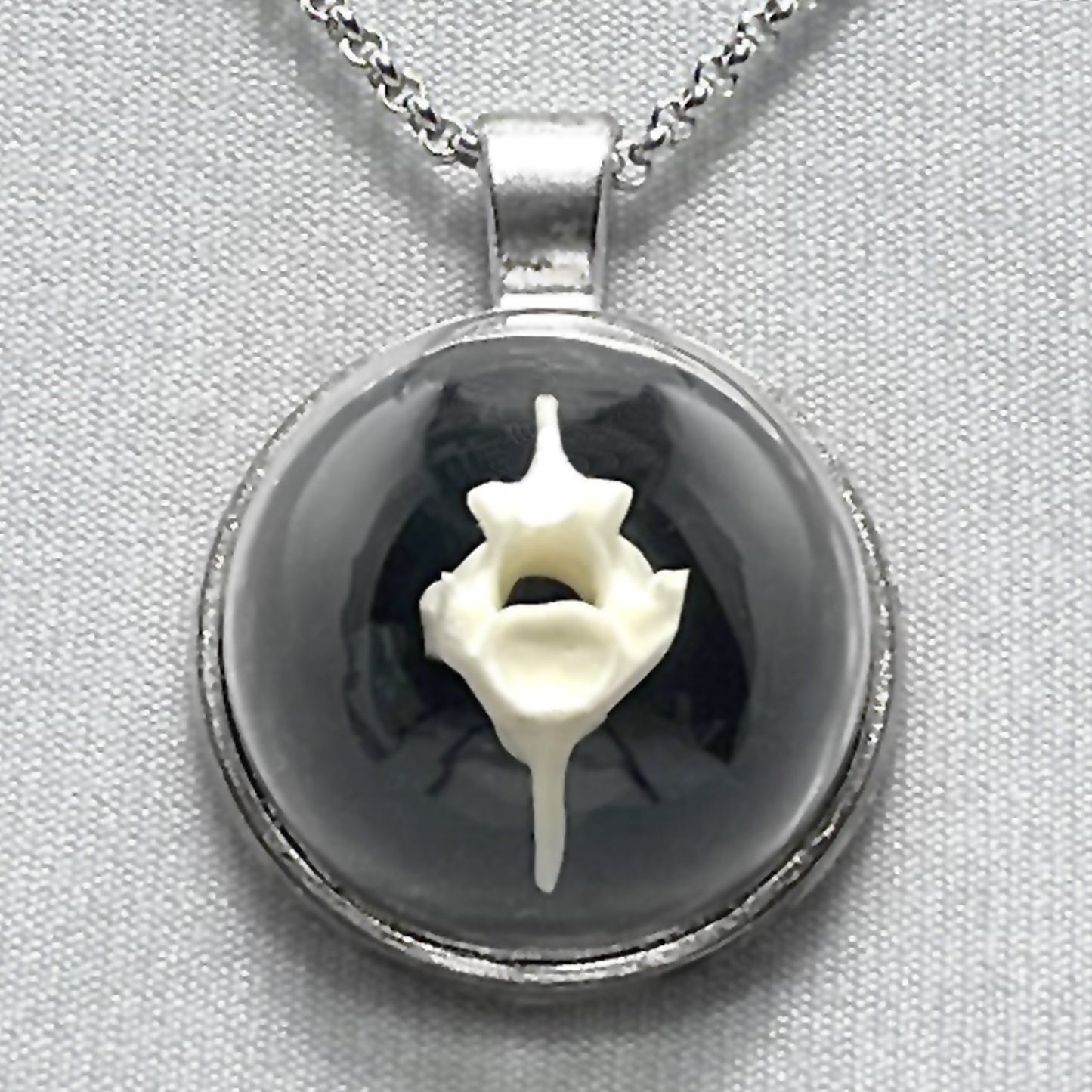 Spine Bone Under Small Glass Dome