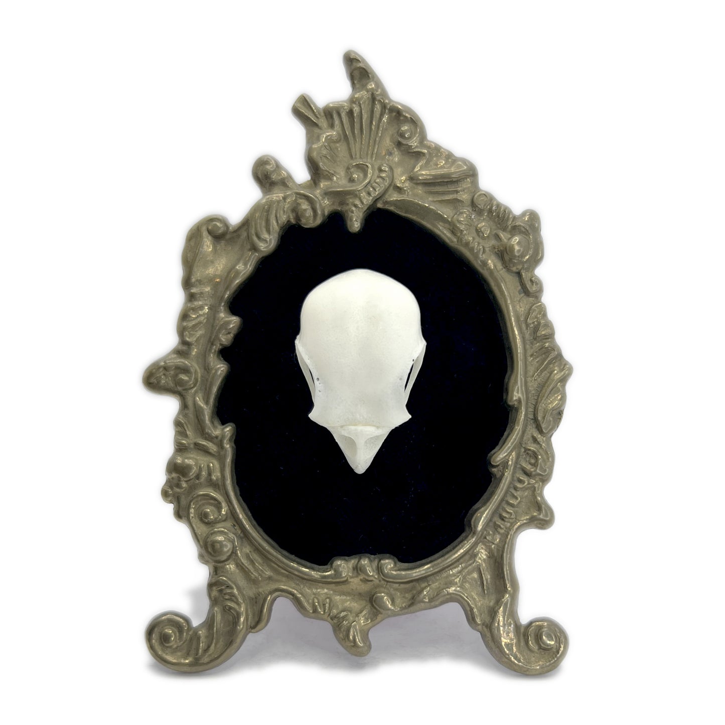 Small Bird Skull Standing Antique Framed Gothic Home Deco