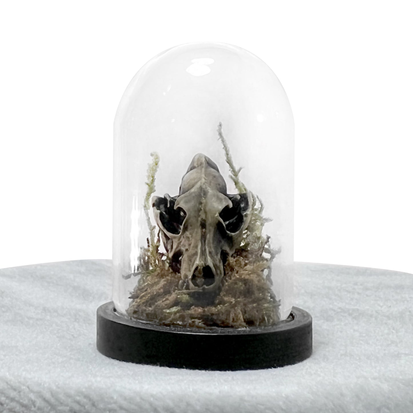 Tiny Wolf Skull Bell Jar