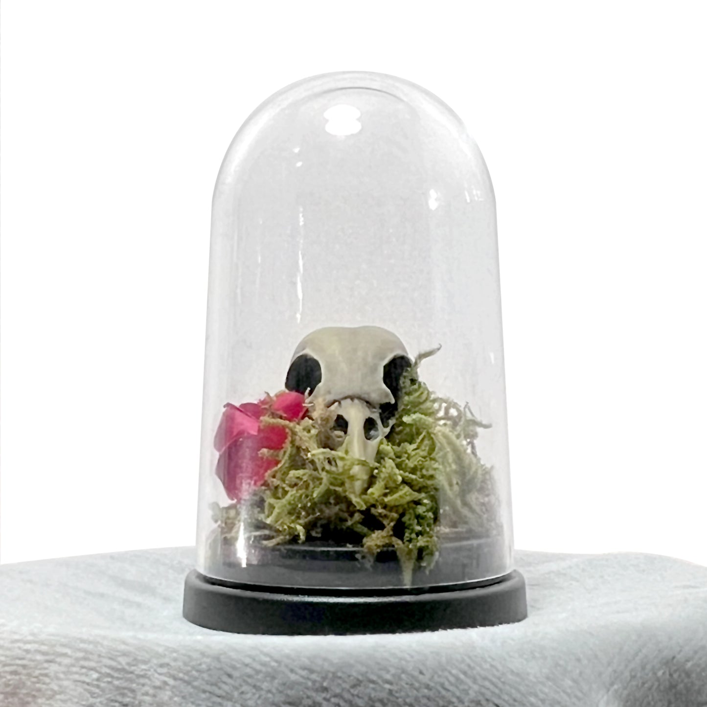 Bird Skull and Red Rose Bell Jar