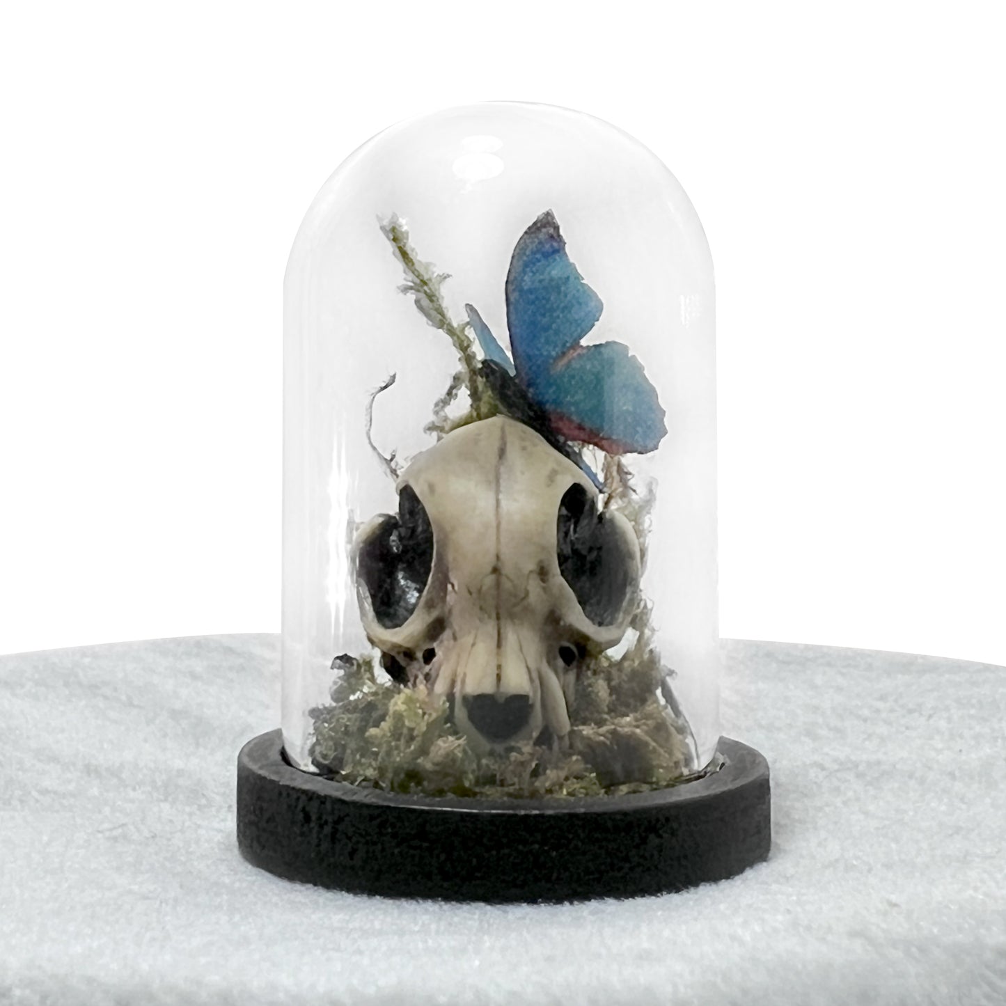 Tiny Cat Skull and Butterfly Bell Jar