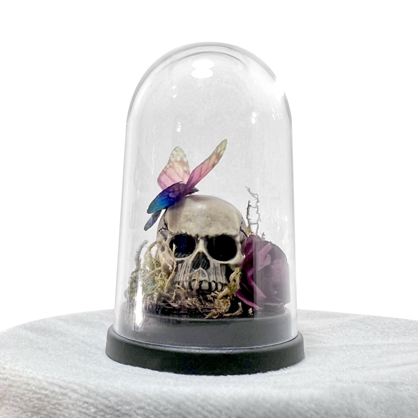 Skull with Butterfly and Burgundy Rose Bell Jar