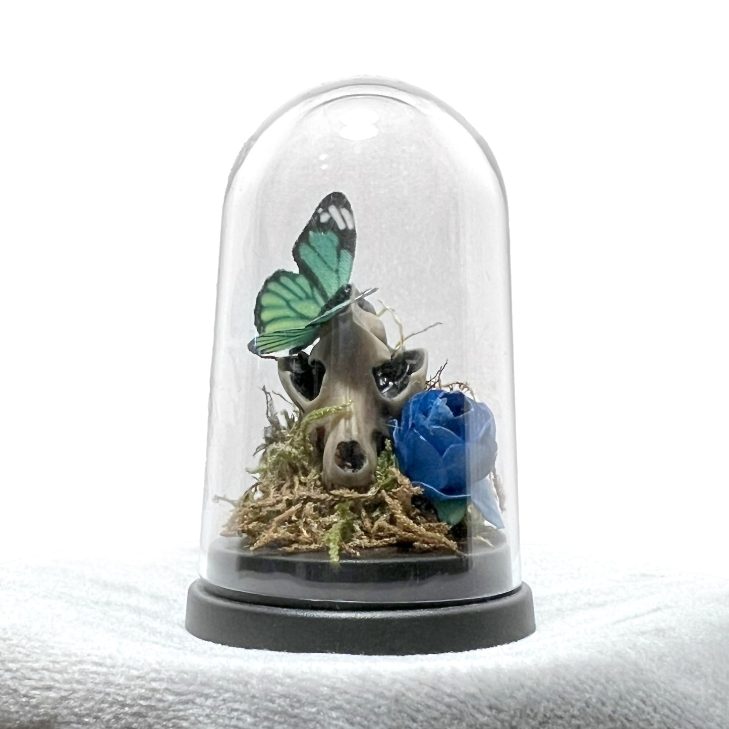 Wolf Skull and Butterfly Bell Jar