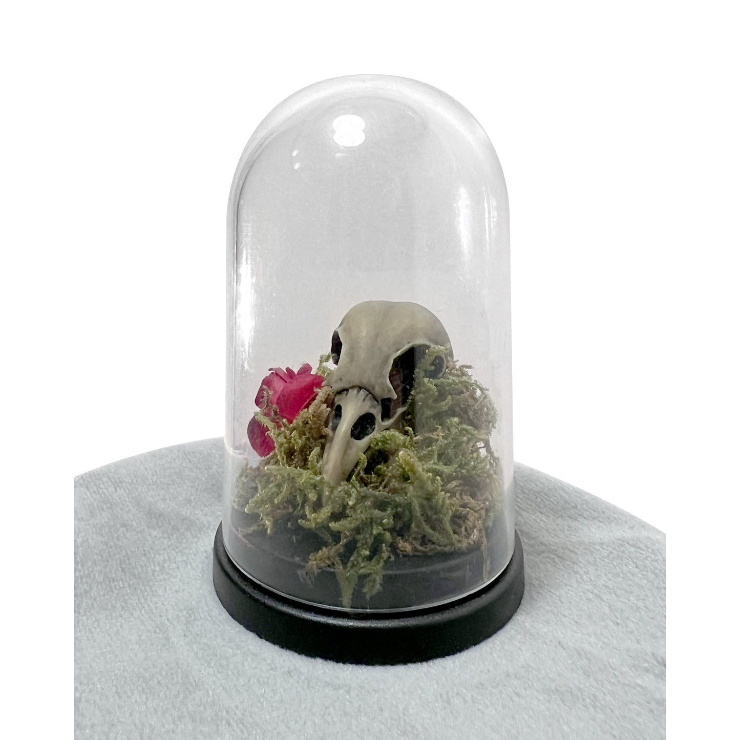 Bird Skull and Red Rose Bell Jar