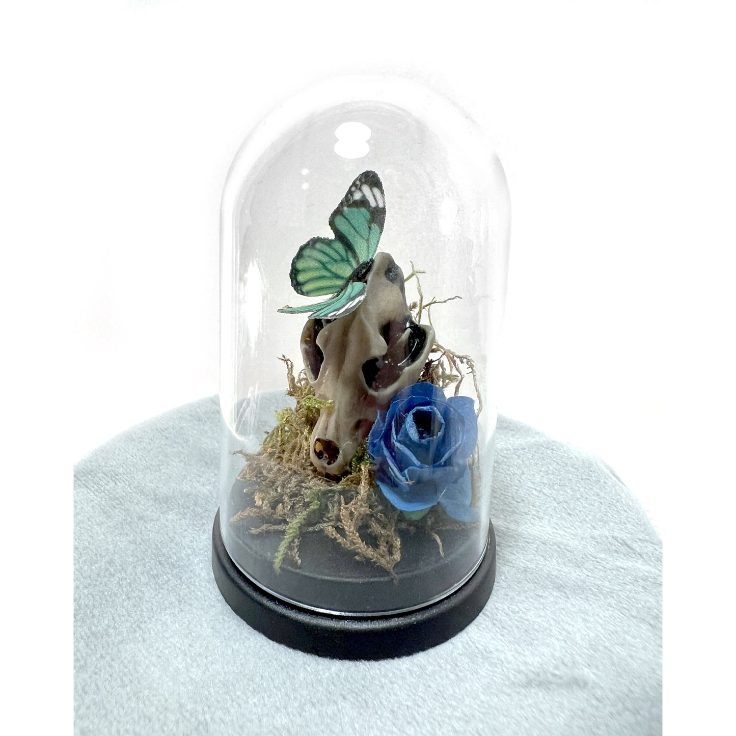 Wolf Skull and Butterfly Bell Jar