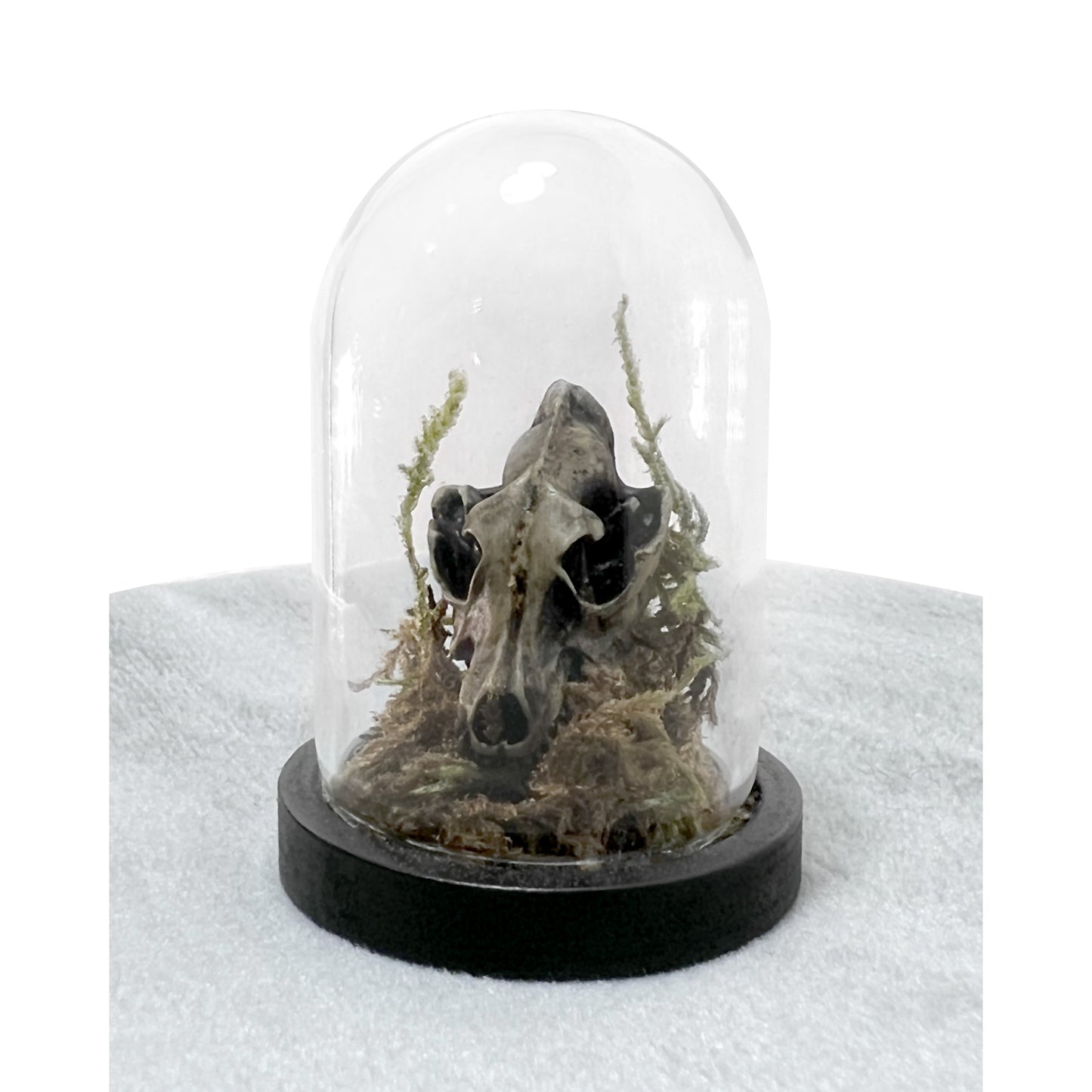 Tiny Wolf Skull Bell Jar