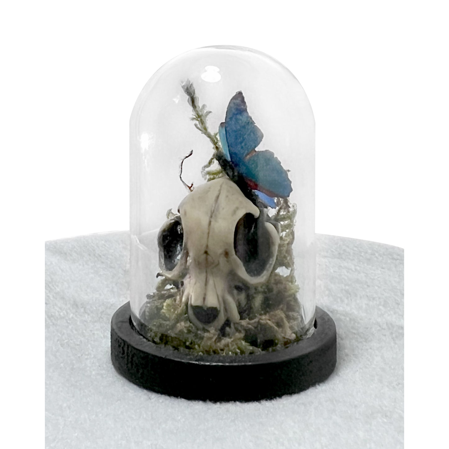 Tiny Cat Skull and Butterfly Bell Jar