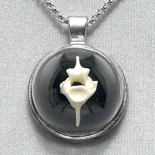 Spine Bone Under Small Glass Dome